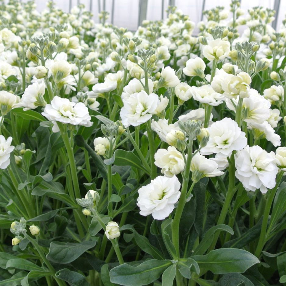 製品一覧 | 花き栽培のツボ | 福花園種苗株式会社